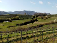 Weingut und Gstezimmer Erwin und Anna Maria Jamek<br/>Urlaub im Herzen der Wachau-bild600.jpg