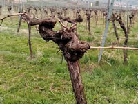 Weingut und Gstezimmer Erwin und Anna Maria Jamek<br/>Urlaub im Herzen der Wachau-bild610.jpg