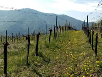 Weingut und Gstezimmer Erwin und Anna Maria Jamek<br/>Urlaub im Herzen der Wachau-bild622.jpg