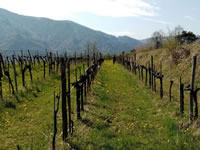 Weingut und Gstezimmer Erwin und Anna Maria Jamek<br/>Urlaub im Herzen der Wachau-bild624.jpg