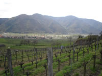 Weingut und Gstezimmer Erwin und Anna Maria Jamek<br/>Urlaub im Herzen der Wachau-bild822.jpg