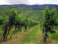 Weingut und Gstezimmer Erwin und Anna Maria Jamek<br/>Urlaub im Herzen der Wachau-bild832.jpg
