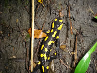 Feuersalamander